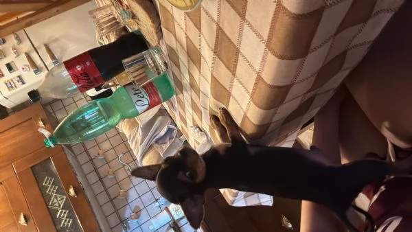 Chihuahua toy | Foto 1