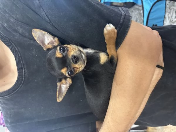 Chihuahua toy | Foto 0