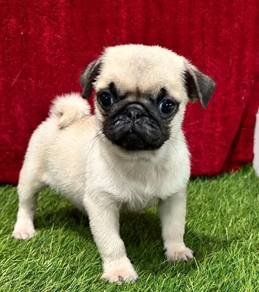 Cuccioli Carlini
