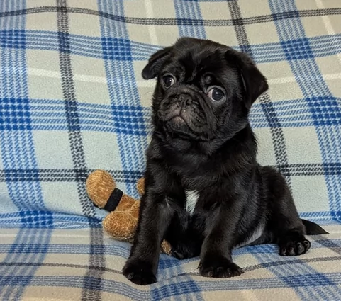 Cuccioli Carlini | Foto 0