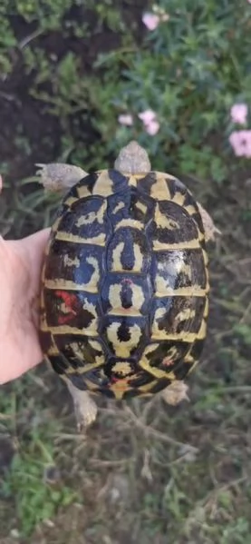 Testudo Hermanni Hermanni, tartaruga di terra 