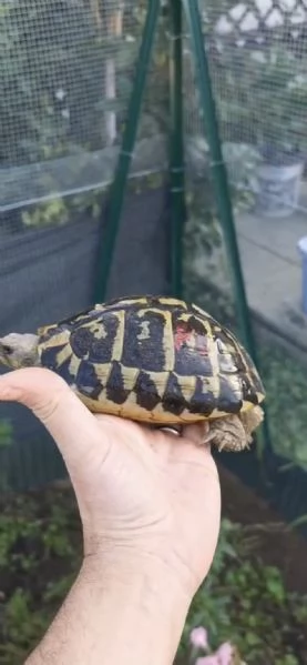 Testudo Hermanni Hermanni, tartaruga di terra  | Foto 2