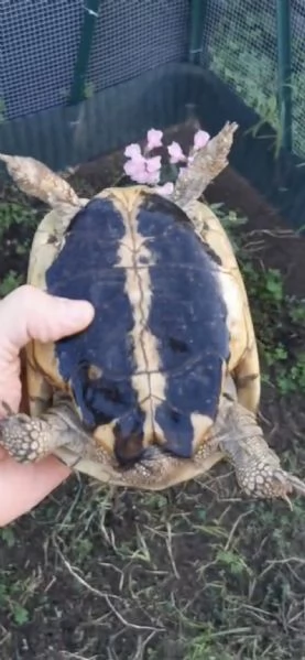 Testudo Hermanni Hermanni, tartaruga di terra  | Foto 1
