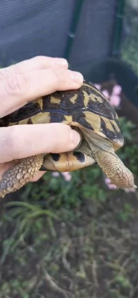 Testudo Hermanni Hermanni, tartaruga di terra  | Foto 0