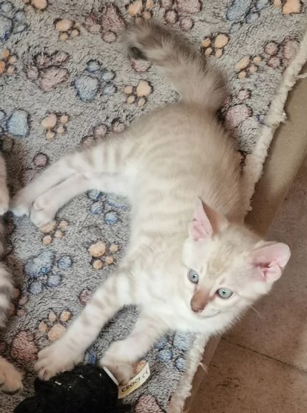 Cuccioli gatto del bengala
