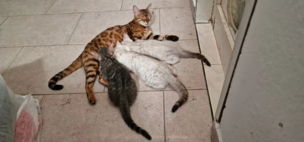 Cuccioli gatto del bengala | Foto 5