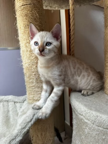 Cuccioli gatto del bengala | Foto 4