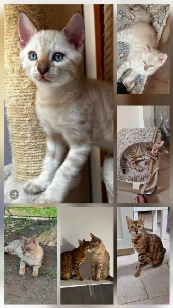 Cuccioli gatto del bengala | Foto 3