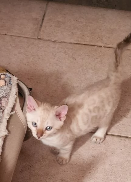Cuccioli gatto del bengala | Foto 2