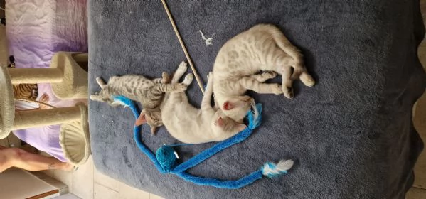 Cuccioli gatto del bengala | Foto 0
