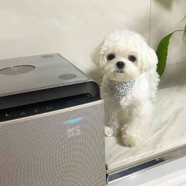 Regalo mini ex Maltese (cuccioli maschio e femmina) | Foto 0