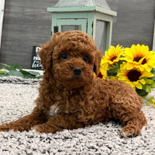 Regalo mini Barboncino toy (cuccioli maschio e femmina) | Foto 0