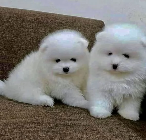 Pomeranian (cuccioli maschio e femmina) | Foto 2