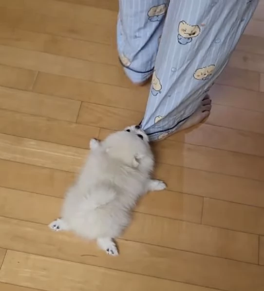 Pomeranian (cuccioli maschio e femmina)