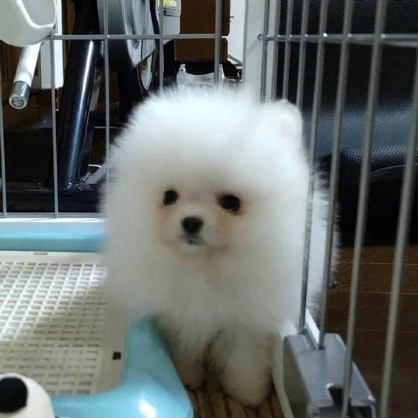 Pomeranian (cuccioli maschio e femmina) | Foto 0