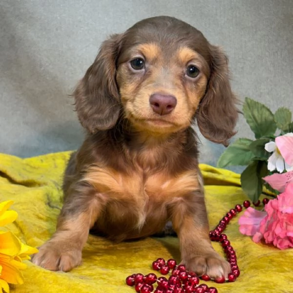 Bassotto (cuccioli maschio e femmina) | Foto 1