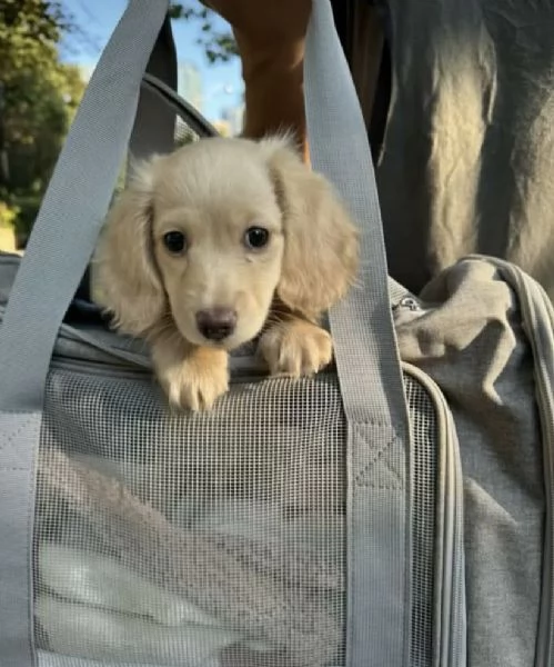 Bassotto (cuccioli maschio e femmina) | Foto 0