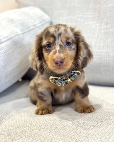 Bassotto (cuccioli maschio e femmina)