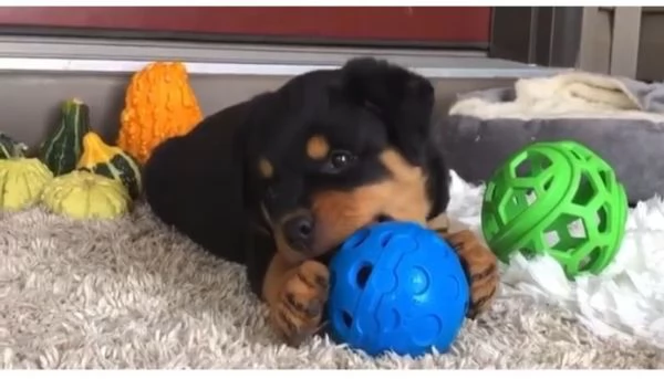 Rottweiler (cuccioli maschio e femmina) | Foto 0