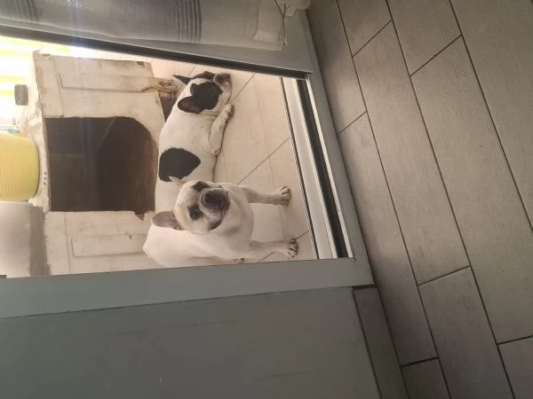 Regalo mamma e figlia di bulldog francese 