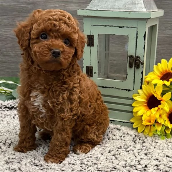 Barboncino (cuccioli maschio e femmina) | Foto 0