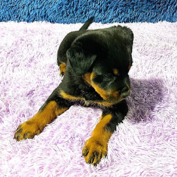 Rottweiler (cuccioli maschio e femmina) | Foto 0