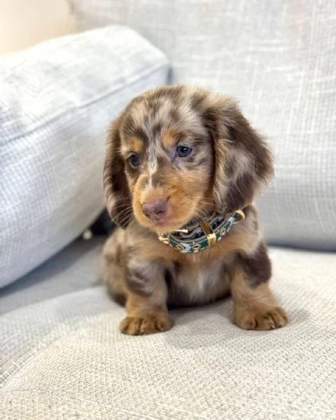 Regalo Bassotto (cuccioli maschio e femmina)