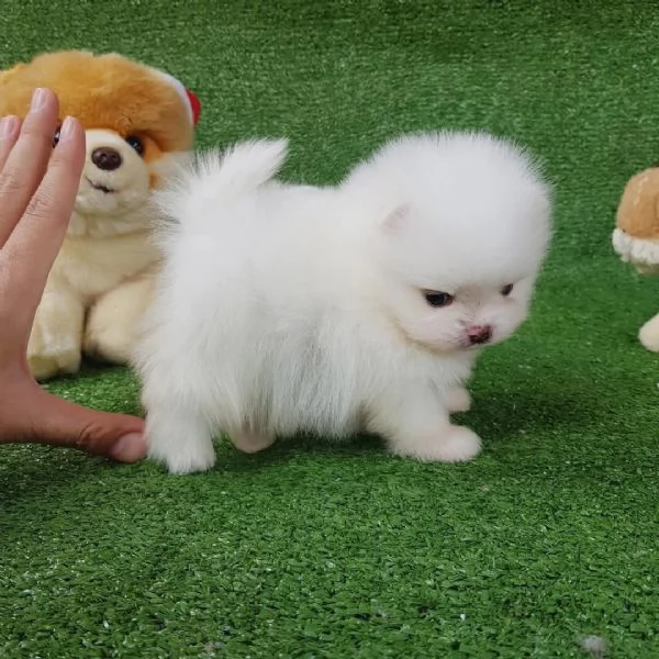 Volpino Pomeranian (cuccioli maschio e femmina) | Foto 1
