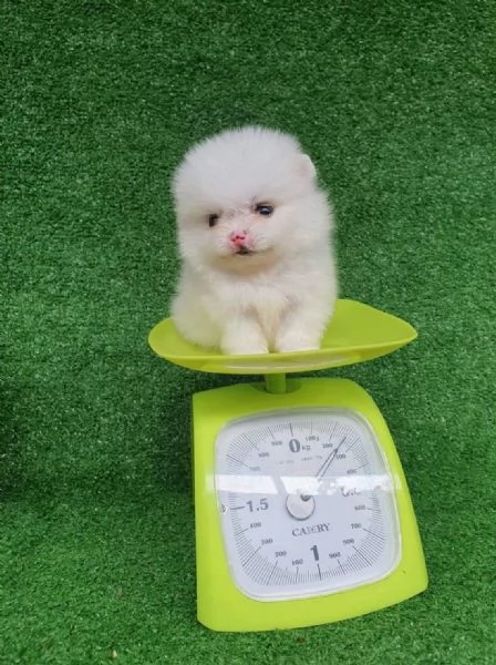 Volpino Pomeranian (cuccioli maschio e femmina) | Foto 0