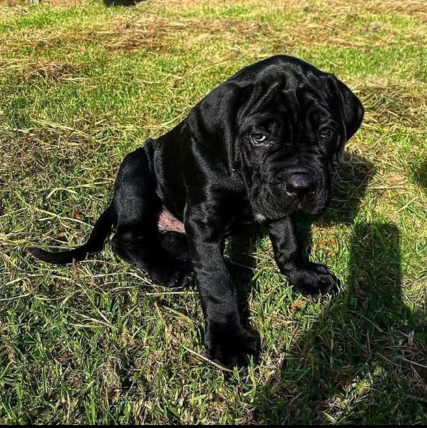 Cane Corso (cuccioli maschio e femmina) | Foto 0