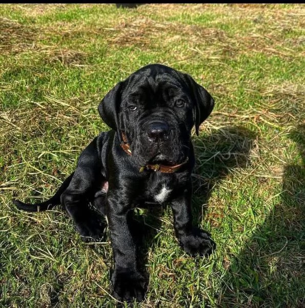Cane Corso (cuccioli maschio e femmina)