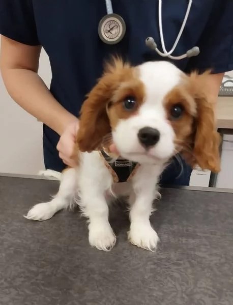 Cavalier King Charles (cuccioli maschio e femmina)