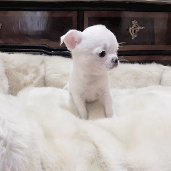 Chihuahua Toy (cuccioli maschio e femmina) | Foto 1