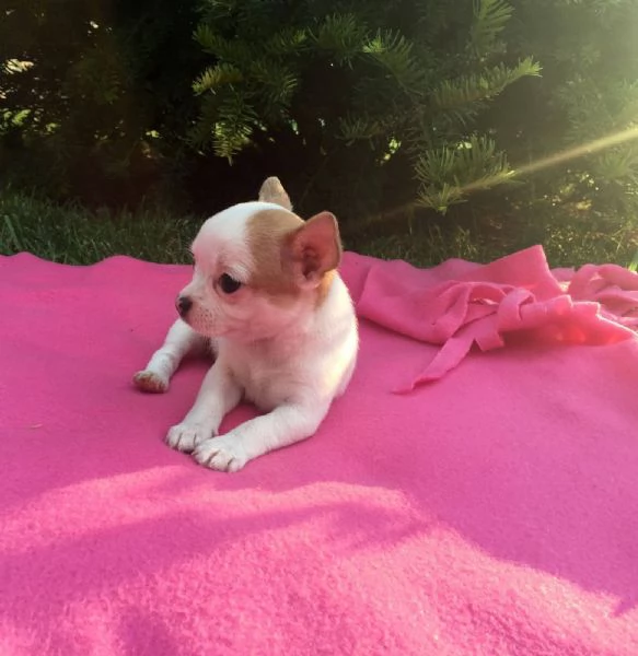 Chihuahua Toy (cuccioli maschio e femmina) | Foto 0