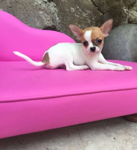 Chihuahua Toy (cuccioli maschio e femmina)