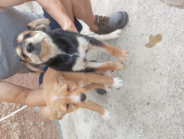 4 Cuccioli in adozione a Goito (MN) 