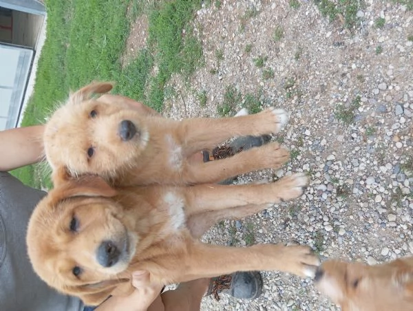 4 Cuccioli in adozione a Goito (MN)  | Foto 1