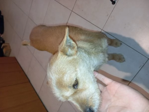 4 Cuccioli in adozione a Goito (MN)  | Foto 0