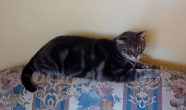 regalo gatto | Foto 2