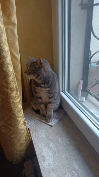regalo gatto | Foto 1