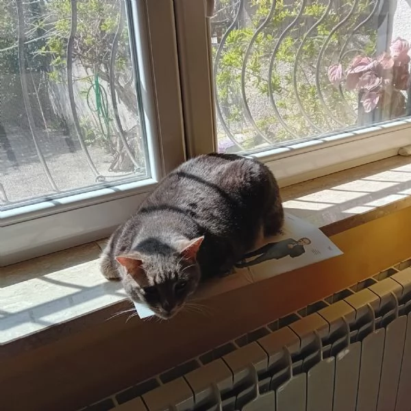 regalo gatto | Foto 0