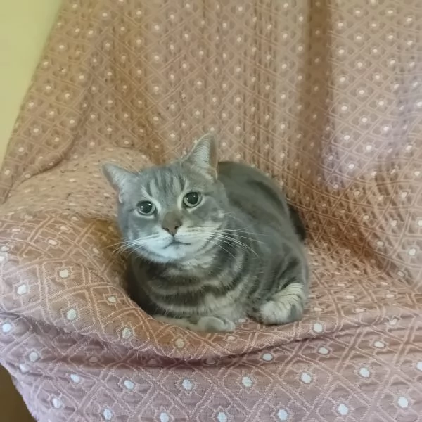 regalo gatto