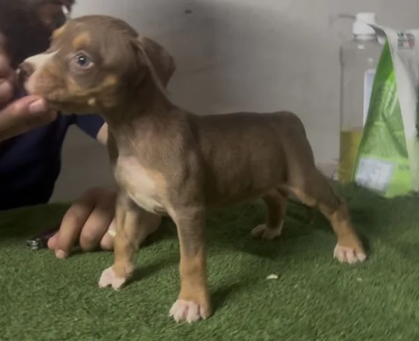 Cuccioli di pitbull ukc 
