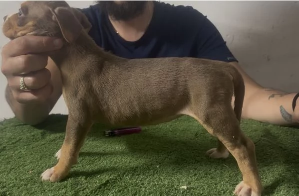 Cuccioli di pitbull ukc  | Foto 4