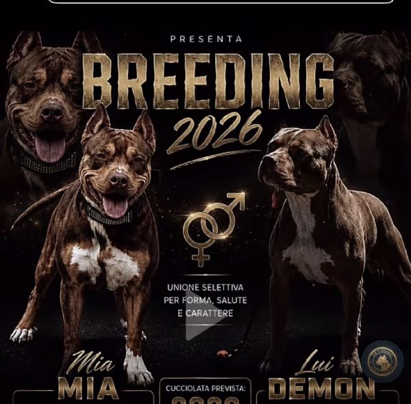 Cuccioli di pitbull ukc  | Foto 3