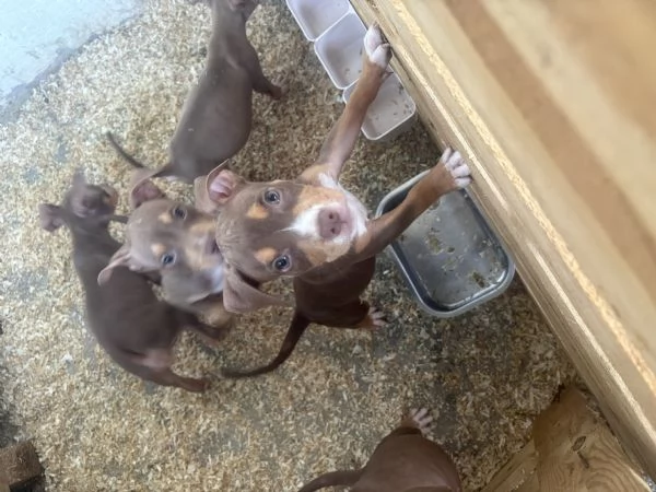 Cuccioli di pitbull ukc  | Foto 2