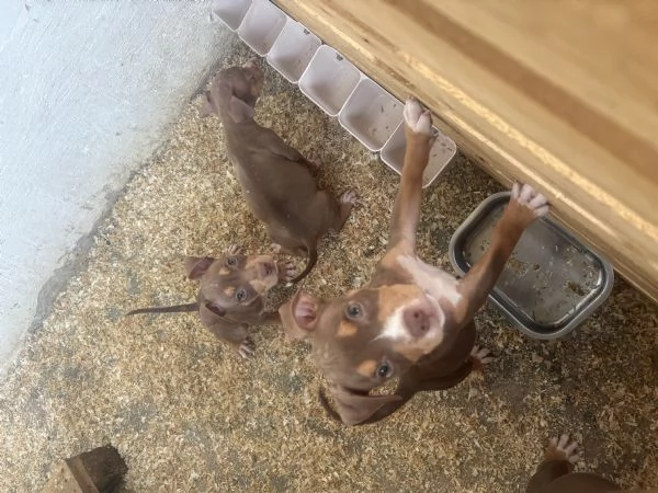 Cuccioli di pitbull ukc  | Foto 1