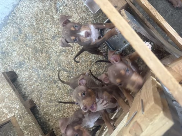 Cuccioli di pitbull ukc  | Foto 0