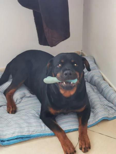 Regalo rotwailer 4 anni maschio 