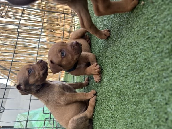 Cuccioli pitbull ukc con pedigree | Foto 3